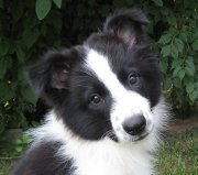 Drifter's head at 4 months