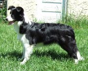 Eowyn standing at 8 months