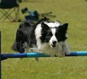 Ara agility