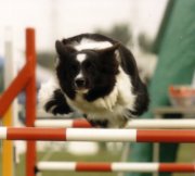 Jess agility