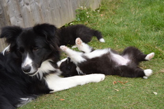 Girl 1 and Pip