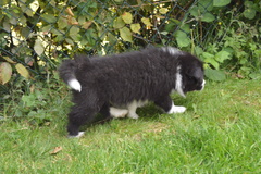 Herding