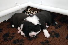 Sleeping