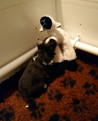 Sheepdog
