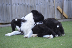 Buff with puppies