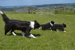 Buffy and her pups