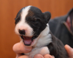 Boy 2 yawning