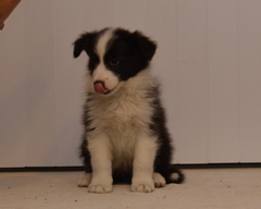 Raffa at 8 weeks