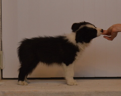 Raffa at 9 weeks