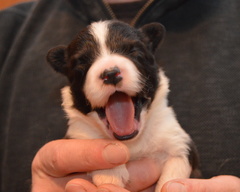 Girl 1 yawning