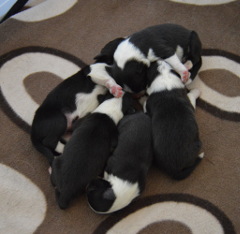 Puppy pile