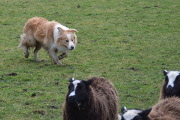 Dream herding at 15 months