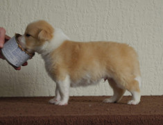 GR boy 2