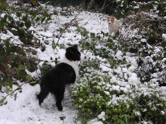 Pups in snow