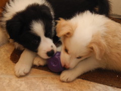 Playing with squeaky toy