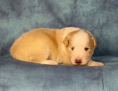 Golden red & white boy 1