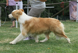 Jasper
