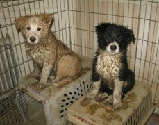 Muddy pups