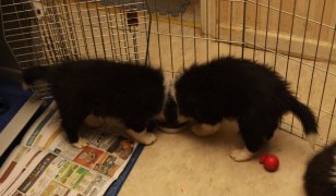 Puppies eating