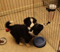 Puppies drinking