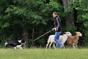 Eo at a herding trial