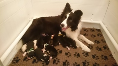 Fea with her babies