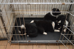 Crate training