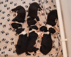 Number of puppies