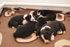 Puppy pile