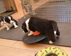 Wobble board