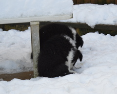 Snow eating