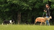 Gala at a herding trial