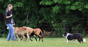 Gala at a herding trial