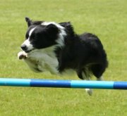 Gala in agility