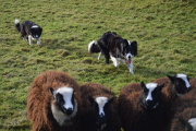 Pip herding with Eo at 4 months