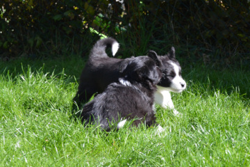 Playing in the grass