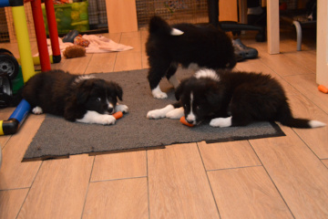 Carrots!