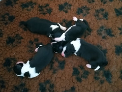 Pile of puppies