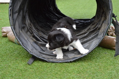 Tunnel zoomies