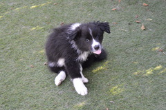 Phoebe