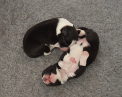 Puppies