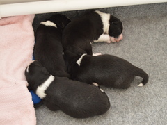 Puppy pile