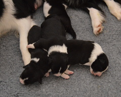 Puppy pile