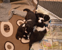 Puppy pile