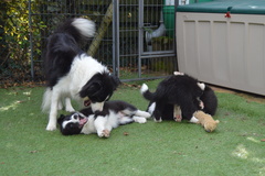 Raven and her pups