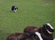 Raven herding at 3 years old