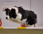 Trio at an agility trial