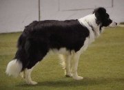 Trio waiting in agility