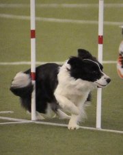 Trio at an agility trial